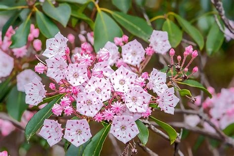 What Is The State Flower Of Pennsylvania? - WorldAtlas