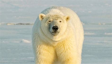 Grizzly-polar bear hybrids spotted in Canadian Arctic