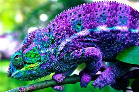 Purple Chameleon | Chameleon | Chameleons | Pinterest | Geeeko | Pinterest | Chameleons, Baby ...