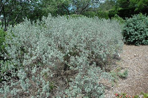 Texas Sage (Leucophyllum frutescens) in Oklahoma City Edmond Norman Moore Oklahoma OK at TLC ...