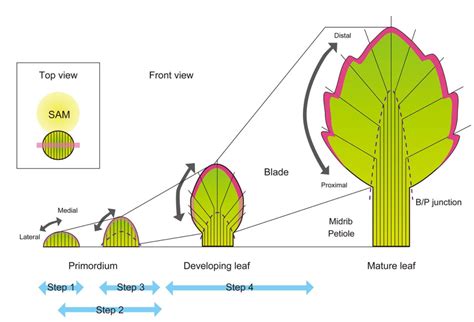 Figure 5 from The Leaf Adaxial-Abaxial Boundary and Lamina Growth ...