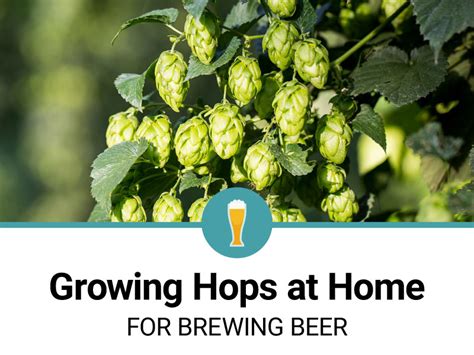 How to Grow Hops at Home?