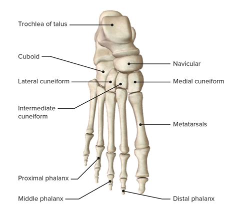 preocupación Mejor Palabra anatomia humana huesos del pie Pakistán ...