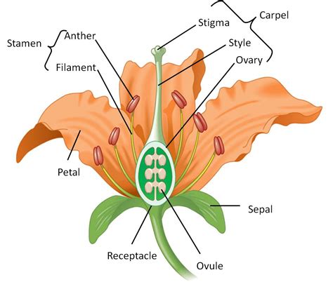 Biology is Fun: HANDOUT - THE KINGDOM OF PLANTAE