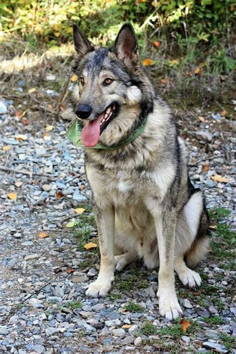 Black German Shepherd X Malamute - Animal Lover