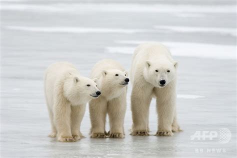 ホッキョクグマ、2100年までにほぼ絶滅 研究者ら予測 写真6枚 国際ニュース：AFPBB News