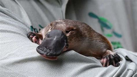 Australia building world's first platypus sanctuary to promote breeding and rehabilitation ...