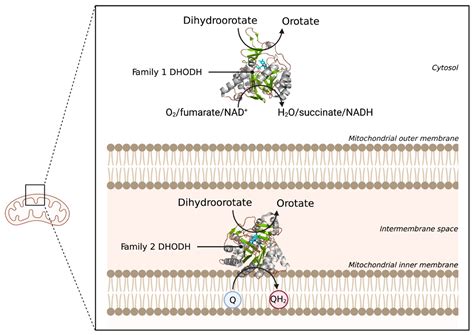 Membranes | Free Full-Text | Peripheral Membrane Proteins: Promising ...