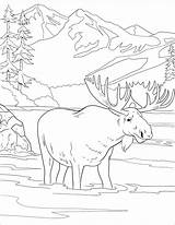 Moose Coloring Pages  Free Printable For Kids sketch template