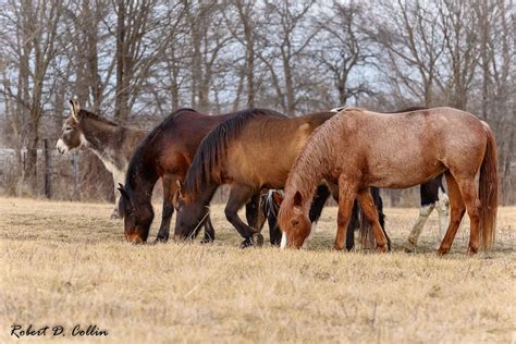 About Mustang Sanctuary - Mustang Sanctuary is a 501(c)3 NFP dedicated to Mustang Adoptions In ...