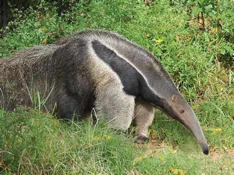 Giant Anteater | Alexandria Zoo