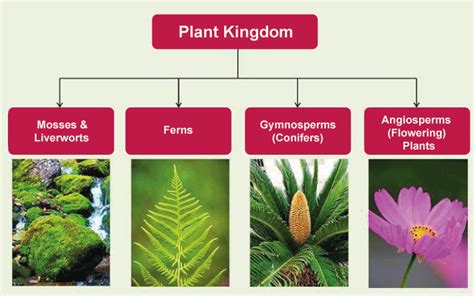 Plant Kingdom Plantae - Javatpoint