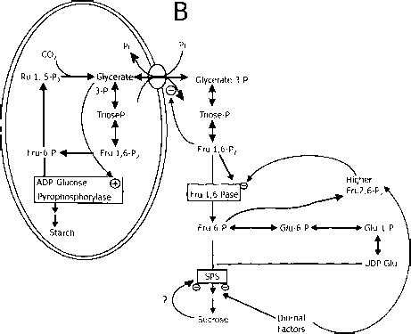 Udp - Starch Synthesis - Chinese Herbs Healing