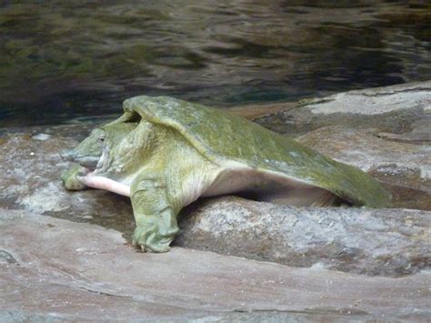 Chinese Softshell Turtle Facts and Pictures