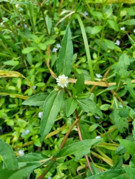 How to Identify Bhringraj Plant? • India Gardening