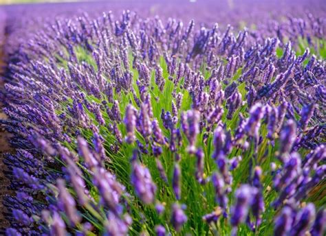 Premium AI Image | a lavender field landscape