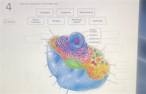 Solved Label the structures of a human cell. 4 Cytoplasm | Chegg.com