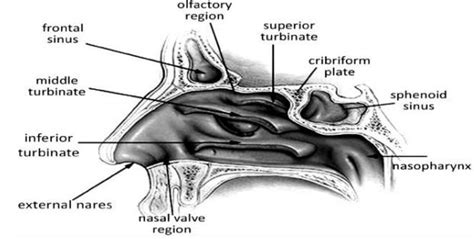 Anatomy of the nasal cavity (reproduced from Gray's anatomy of the ...