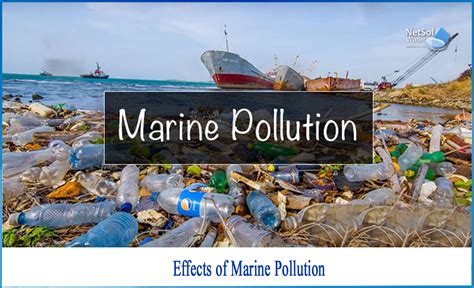 What is the Effects of marine pollution - Netsol Water