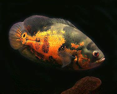 Tiger Oscar (Astronotus ocellatus) - Reef Systems, Inc