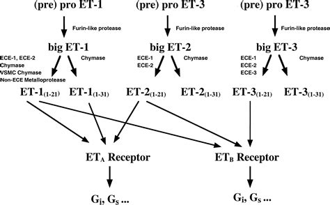 Endothelins and Endothelin Receptor Antagonists | Circulation