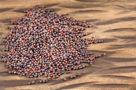 Black Mustard Seeds - Brassica Nigra. Top View Stock Image - Image of ...