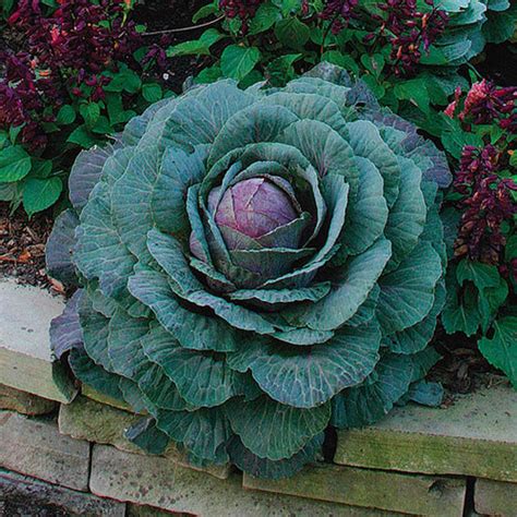 Ornamental cabbage - Fine Gardening