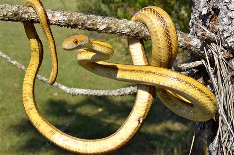 Yellow Rat Snake - Stock Image - C017/2847 - Science Photo Library