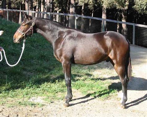 TRILOGY FARM - FOALS BY LEGACY, SWEDISH WARMBLOOD STALLION.