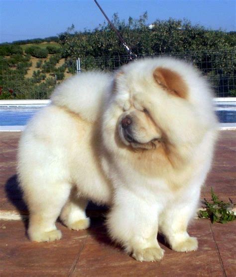 cream chow #chowchowdog #chowchowpuppydog | Baby dogs, Cute dogs, Fluffy dogs