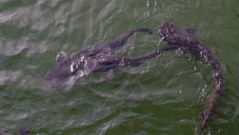 Stock video of the mutated huge catfish at | 11276651 | Shutterstock