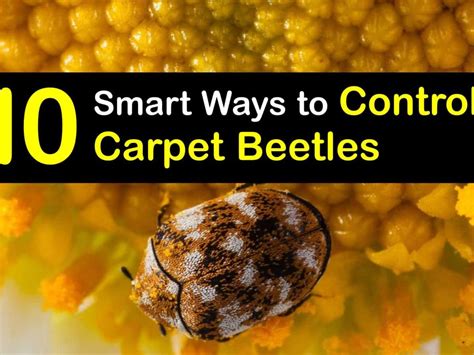 Carpet Beetle Traps | Review Home Co