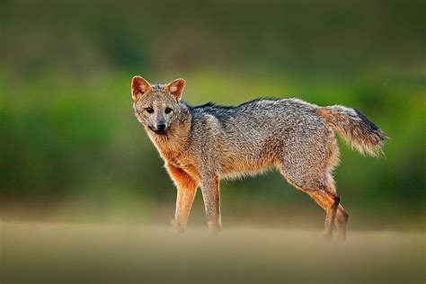 10 Animals That Live in Venezuela - WorldAtlas