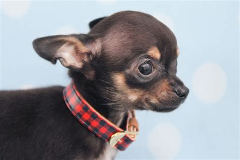 Teacup Chihuahua Puppies For Sale in South Florida | Teacups, Puppies & Boutique