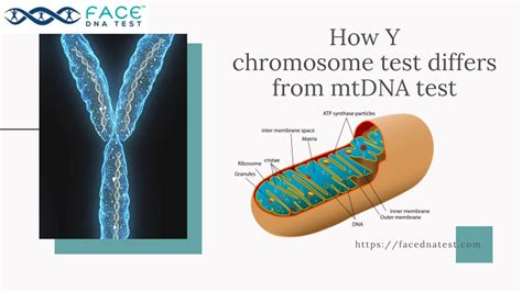 How Y-Chromosome DNA Testing Differs from mtDNA Test?