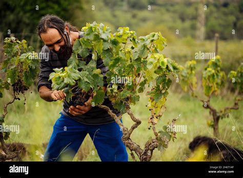 Farmer harvesting grapes in a vineyard during grape harvesting Stock Photo - Alamy