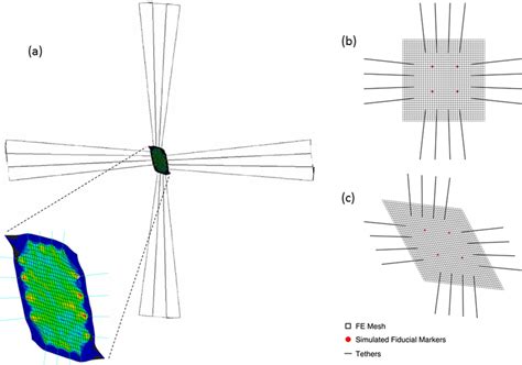 (a) The main components of the biaxial system are constructed and... | Download Scientific Diagram