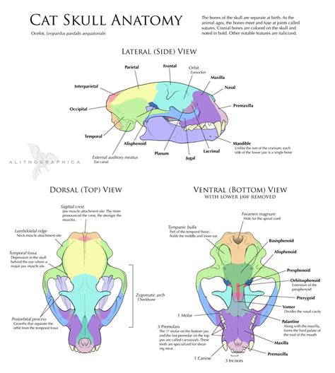 Science Fact Friday: Cat Skull Anatomy by Alithographica on DeviantArt