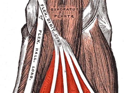 Lumbricals Muscle Of The Foot Origin, Insertion, Function,, 44% OFF