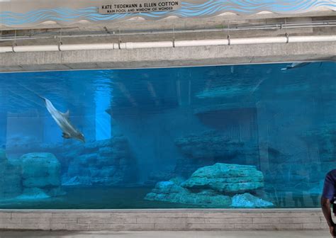 Clearwater Marine Aquarium Dolphin Exhibit | COST of WI, Inc.