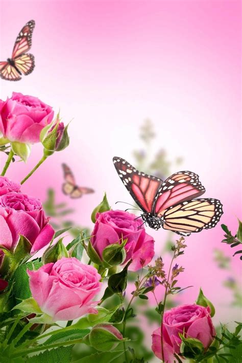 pink flowers & pink hued butterflies | Цветок, Цветы, Розы