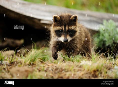 Raccoon (Procyon lotor) baby- captive specimen, Bozeman, Montana, USA Stock Photo - Alamy