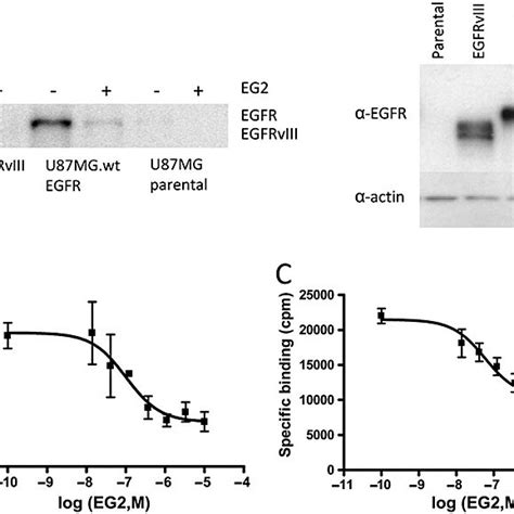 EGFR and EGFRvIII expressed on U87MG cell lines were affinity labelled ...