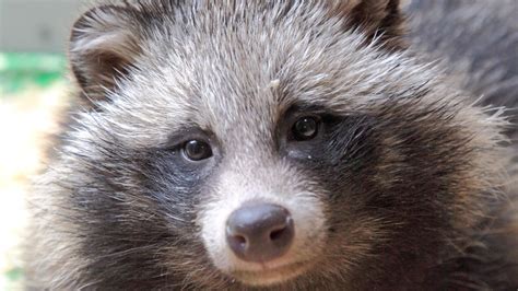 Raccoon dogs: What are they, where are they from? - BBC News