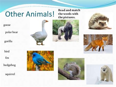 Physical characteristics of animals