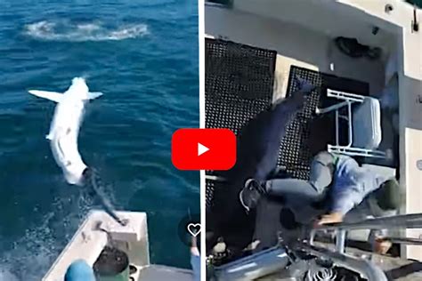 7-Foot Mako Shark Leaps and Almost Lands in Angler's Lap