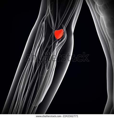 Human Male Olecranon Bursa Muscle Anatomy Stock Illustration 2242362771 | Shutterstock