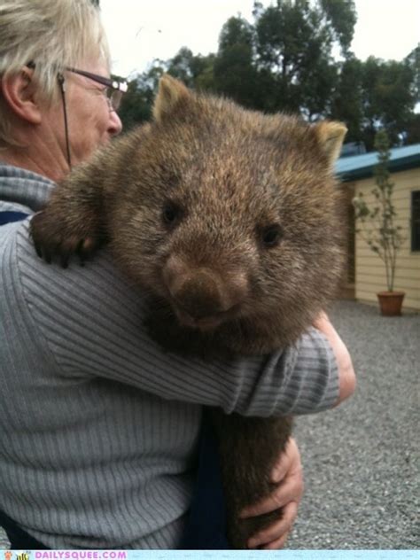 88 best images about ️ Wombat ️ on Pinterest | Wombat, Little babies and Sugar gliders