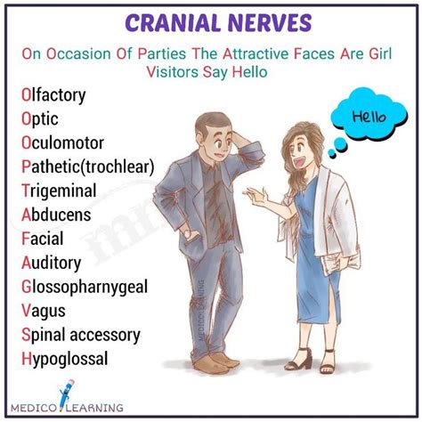 Cranial Nerve Mnemonics for Nursing School