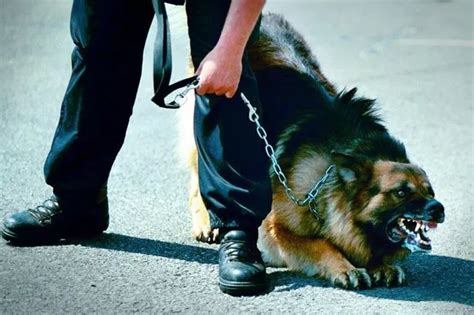 What to do if your pet is attacked by a dangerous dog as cases rise ...